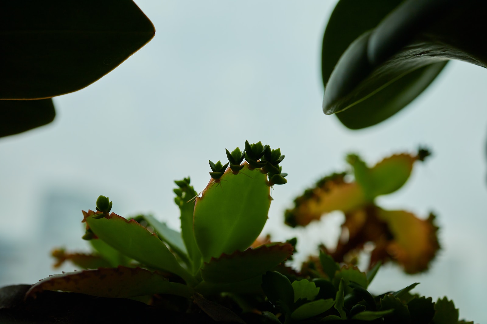 exotic succulents - a close up of a plant with a sky background