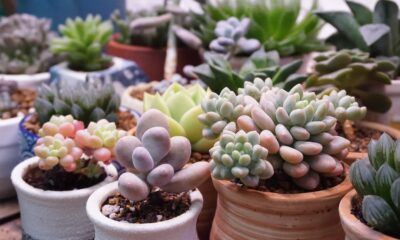 fast-growing succulents - a group of small succulents in pots on a table