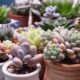 fast-growing succulents - a group of small succulents in pots on a table