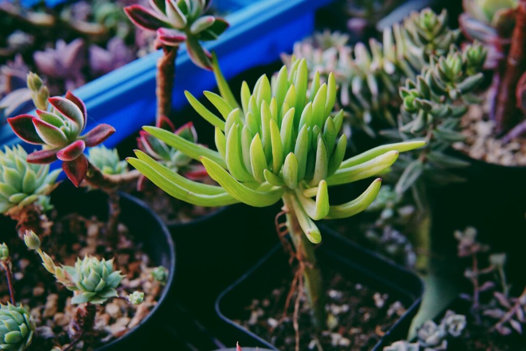 shallow focus photography of feeding succulents