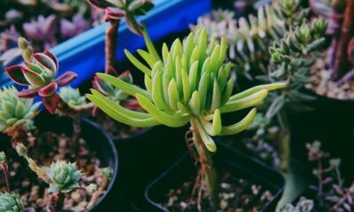 shallow focus photography of feeding succulents