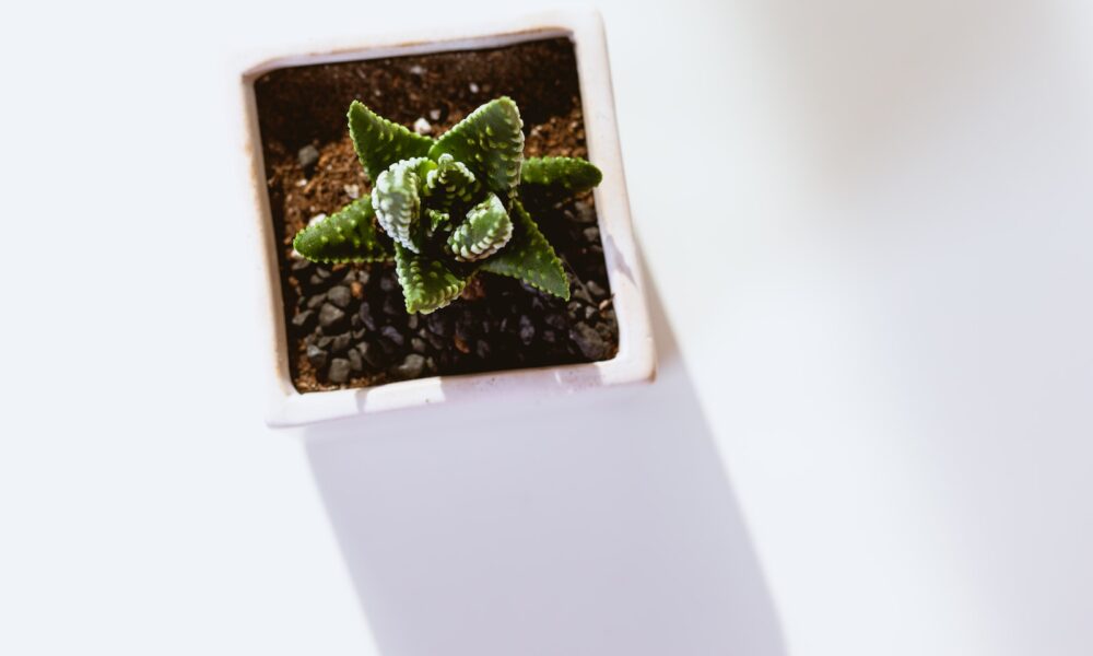 fertilizing indoor succulents - green succulent plant on white pot