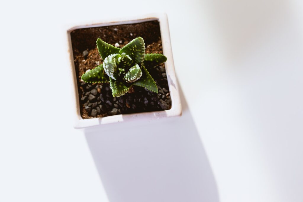 fertilizing indoor succulents - green succulent plant on white pot