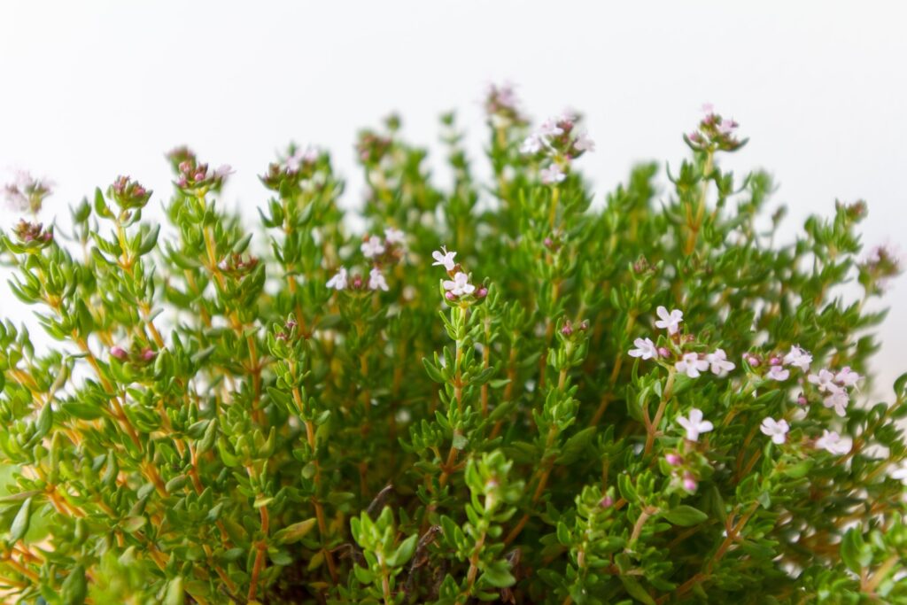 flowering in outdoor succulents - purple flowers with green leaves