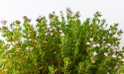 flowering in outdoor succulents - purple flowers with green leaves