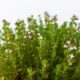 flowering in outdoor succulents - purple flowers with green leaves