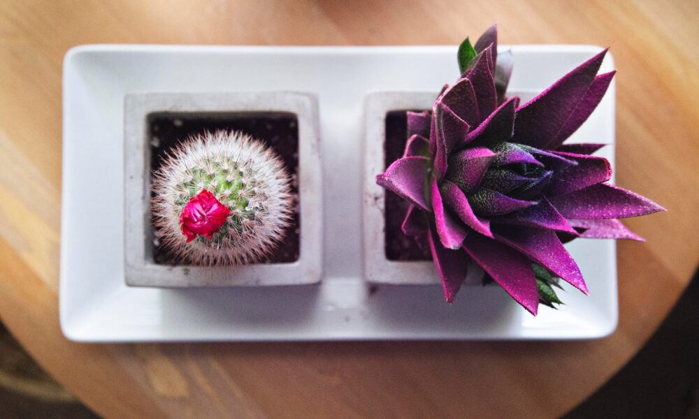 flowering succulents - flatlay photograph of pink and purple succulent and cactus plant