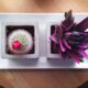 flowering succulents - flatlay photograph of pink and purple succulent and cactus plant