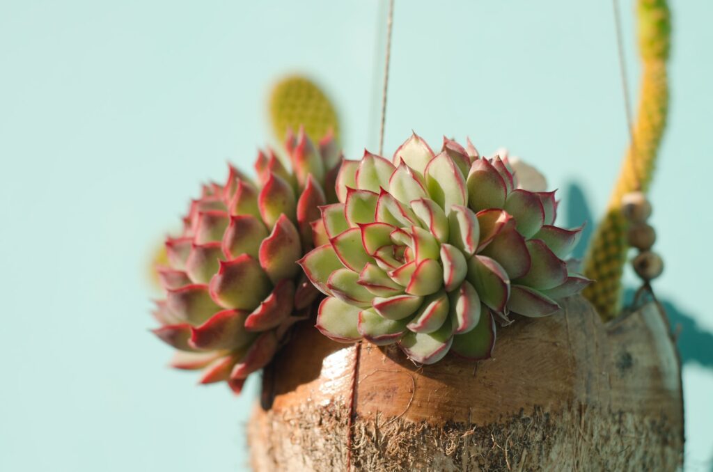 foolproof succulents - shallow focus photo of succulent