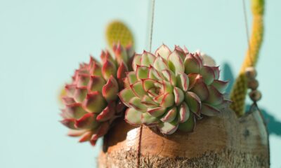 foolproof succulents - shallow focus photo of succulent