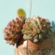 foolproof succulents - shallow focus photo of succulent