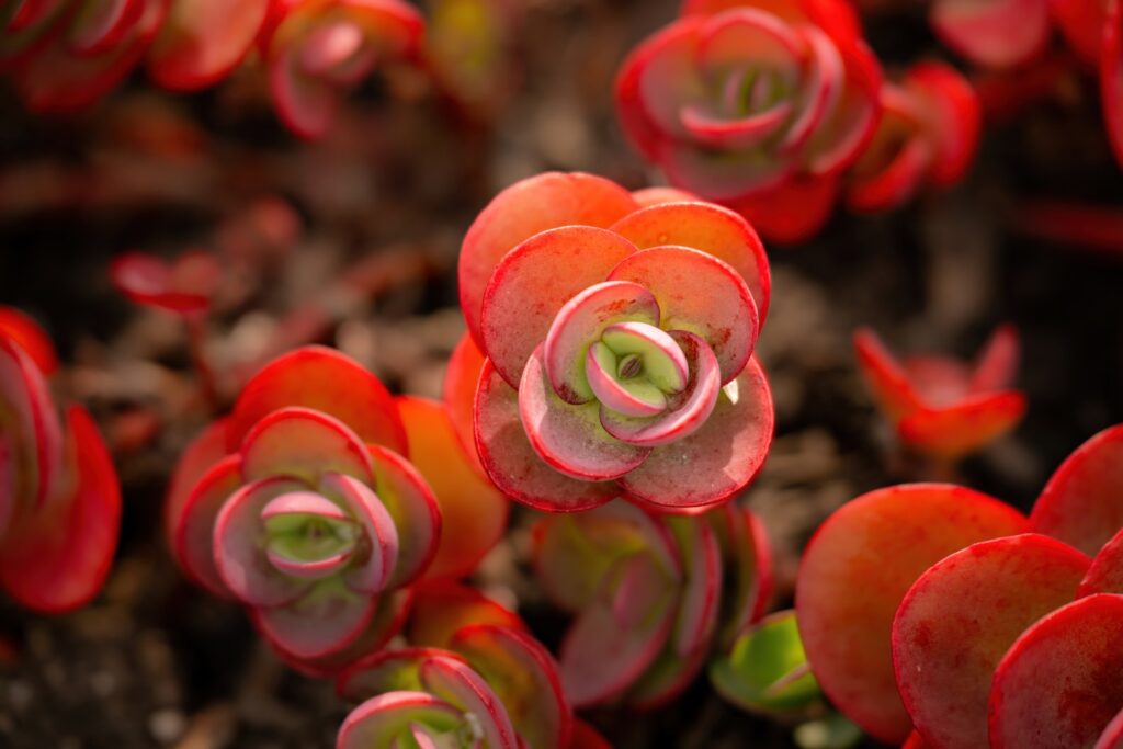 frame succulents - a group of red flowers with green stems