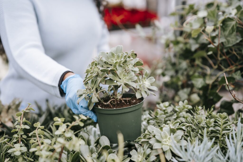 freshly purchased succulent - Crop unrecognizable woman showing potted abundant succulent in florist shop