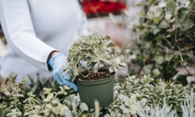 freshly purchased succulent - Crop unrecognizable woman showing potted abundant succulent in florist shop