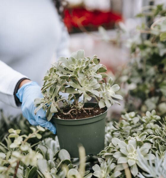 freshly purchased succulent - Crop unrecognizable woman showing potted abundant succulent in florist shop