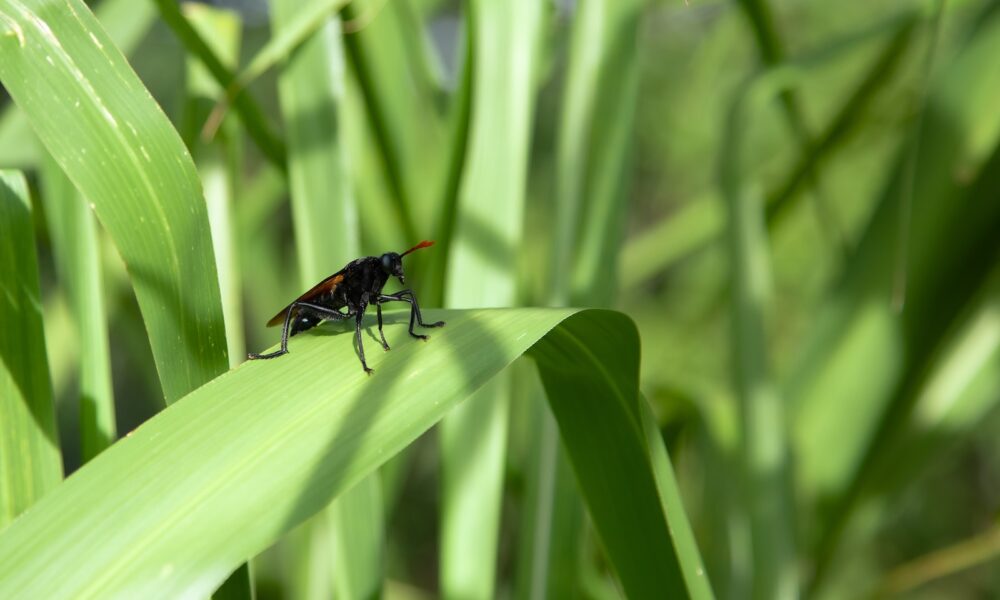 fungus gnats - a bug sitting on top of a green leaf