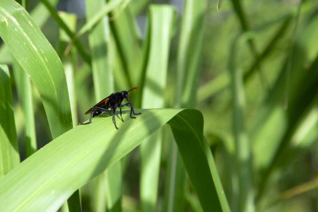 fungus gnats - a bug sitting on top of a green leaf