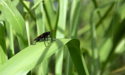 fungus gnats - a bug sitting on top of a green leaf