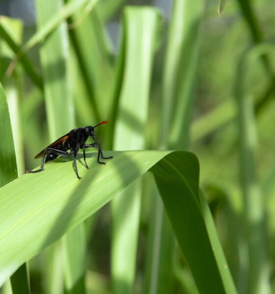 fungus gnats - a bug sitting on top of a green leaf