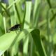 fungus gnats - a bug sitting on top of a green leaf