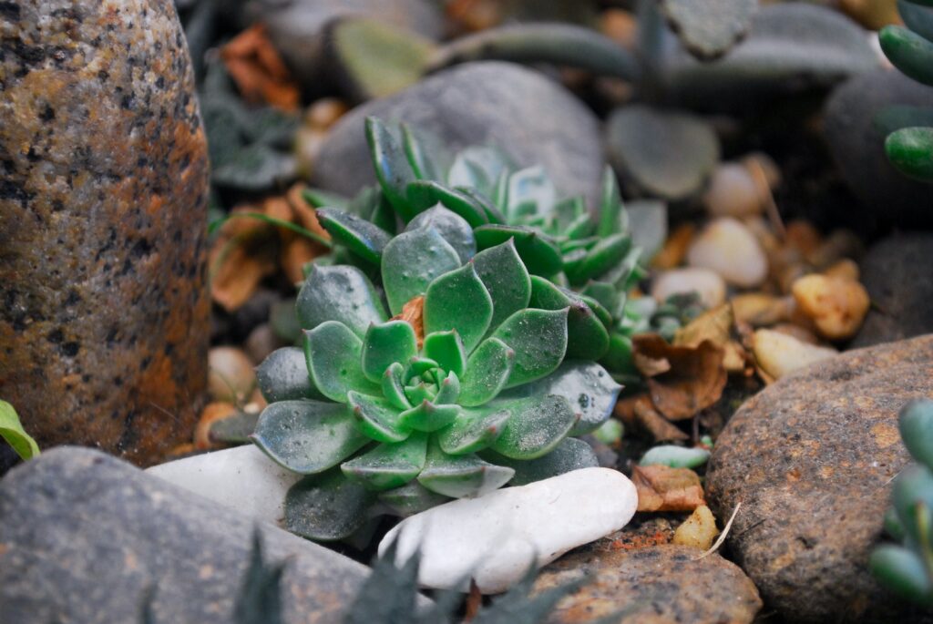 garden beds for succulents - Two Green Succulent Plants on Rock