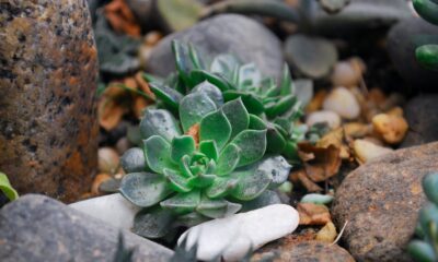 garden beds for succulents - Two Green Succulent Plants on Rock