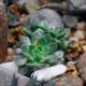 garden beds for succulents - Two Green Succulent Plants on Rock