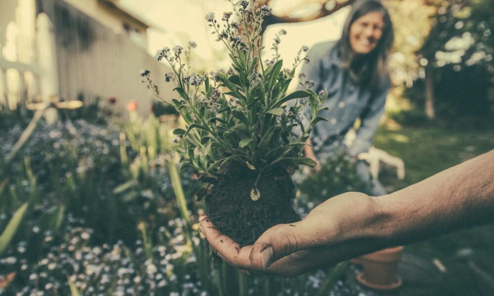 gardening perfection - person showing green plant