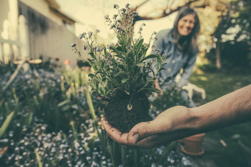 gardening perfection - person showing green plant