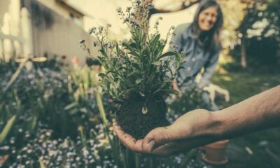 gardening perfection - person showing green plant