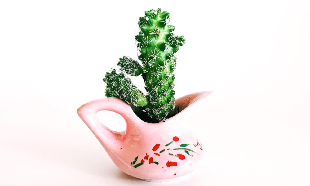 gifting succulents - pink ceramic pot with cactus