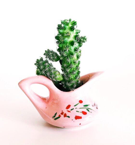 gifting succulents - pink ceramic pot with cactus