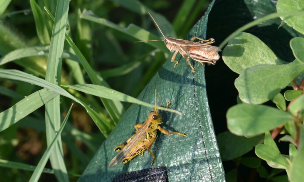 grasshoppers and crickets in the garden - a couple of bugs sitting on top of a green leaf