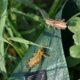 grasshoppers and crickets in the garden - a couple of bugs sitting on top of a green leaf