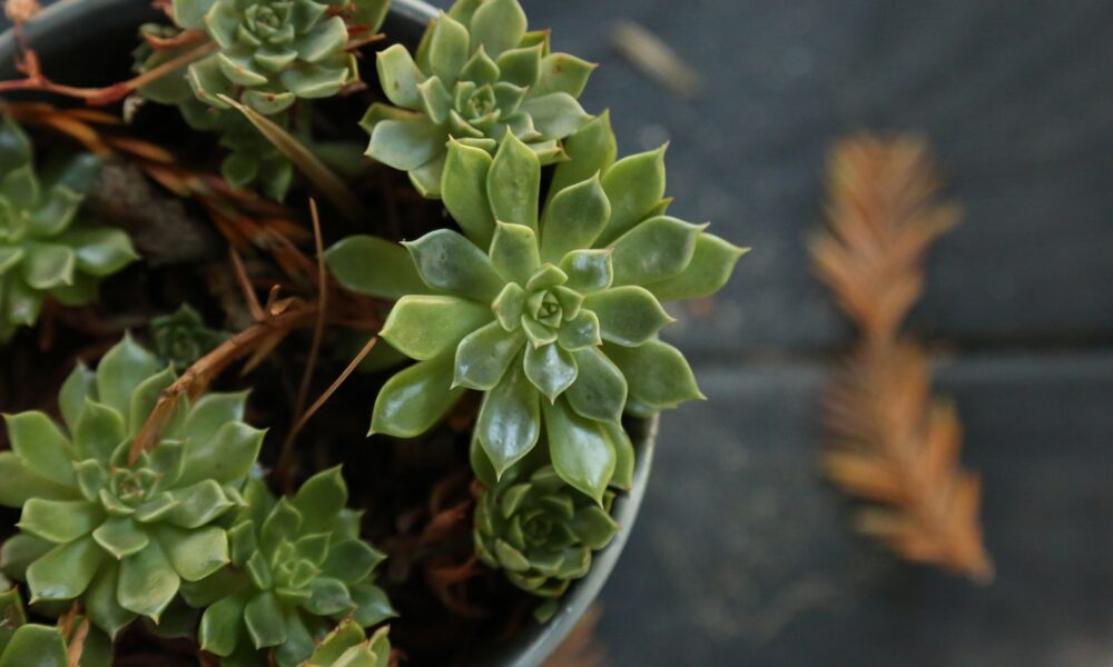 growth seasons of succulents - a potted plant with green leaves on a table