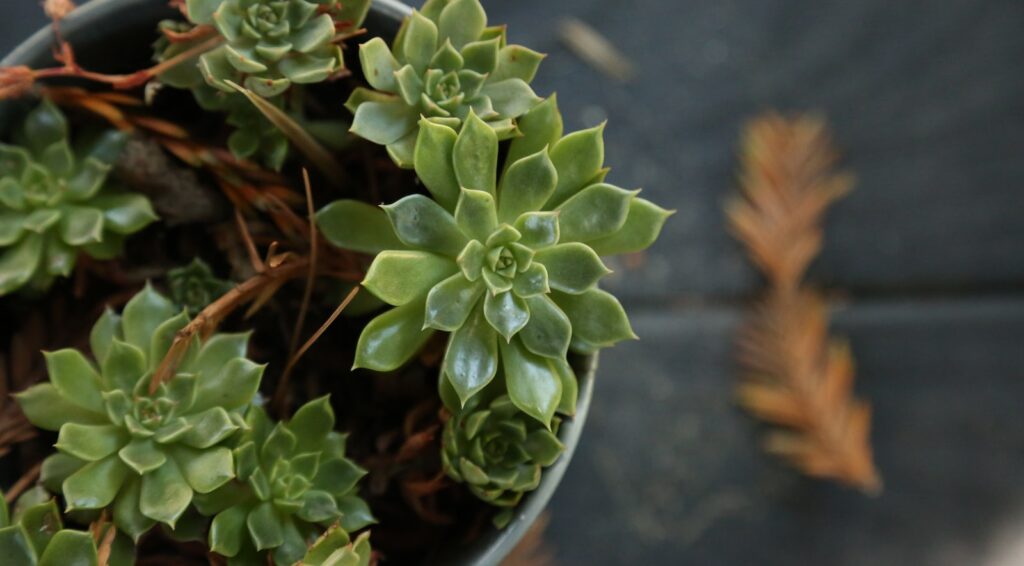 growth seasons of succulents - a potted plant with green leaves on a table