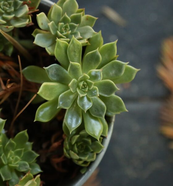 growth seasons of succulents - a potted plant with green leaves on a table