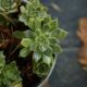 growth seasons of succulents - a potted plant with green leaves on a table