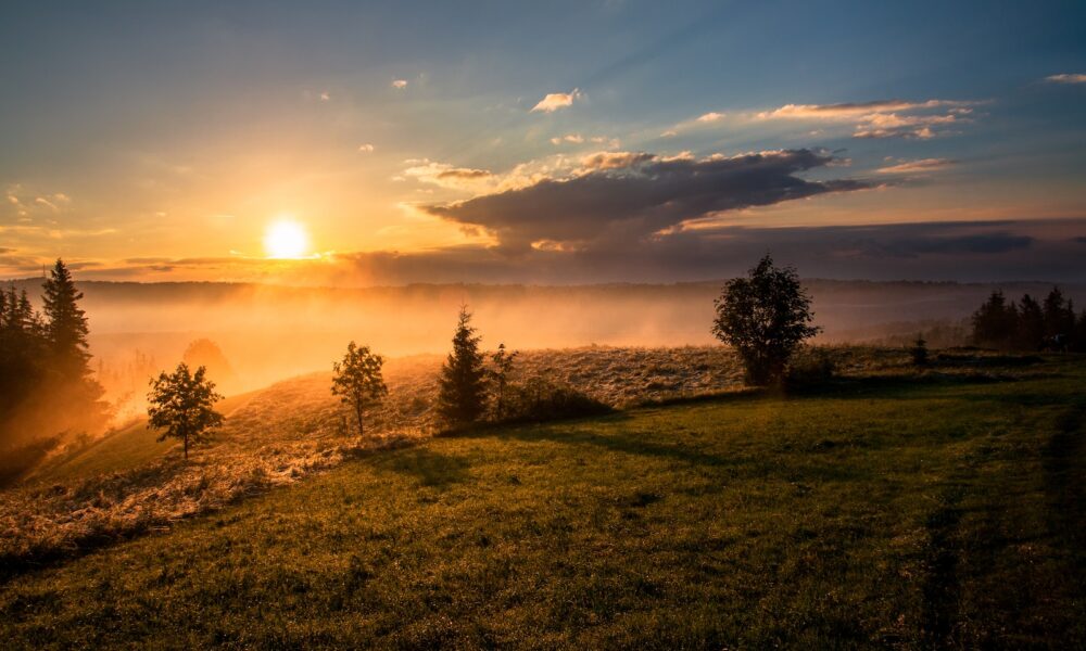 guarding against intense sun exposure - trees under cloudy sky during sunset