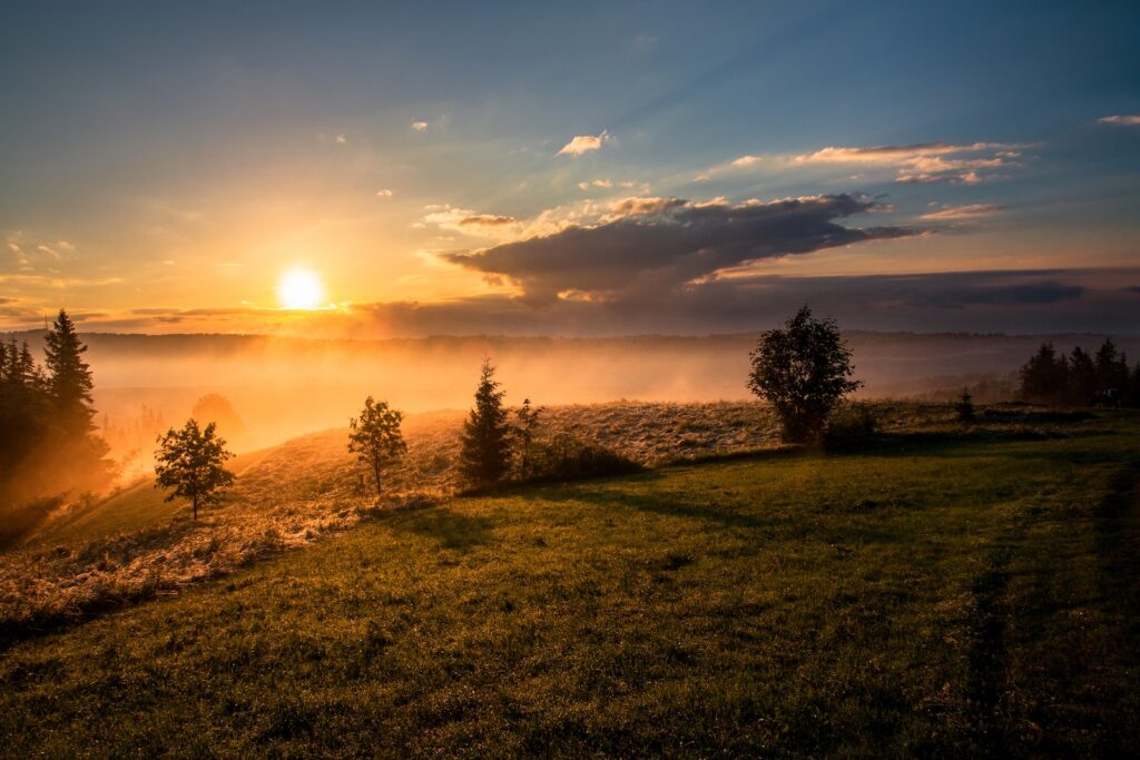 guarding against intense sun exposure - trees under cloudy sky during sunset