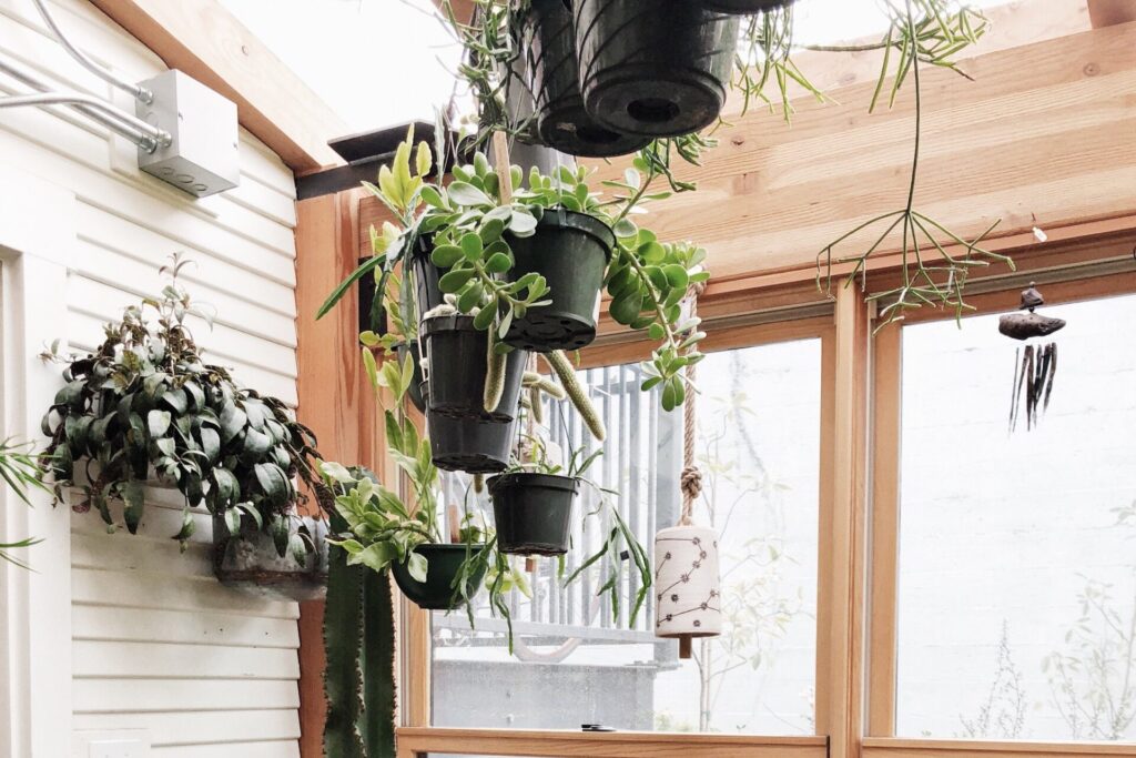 hanging succulents