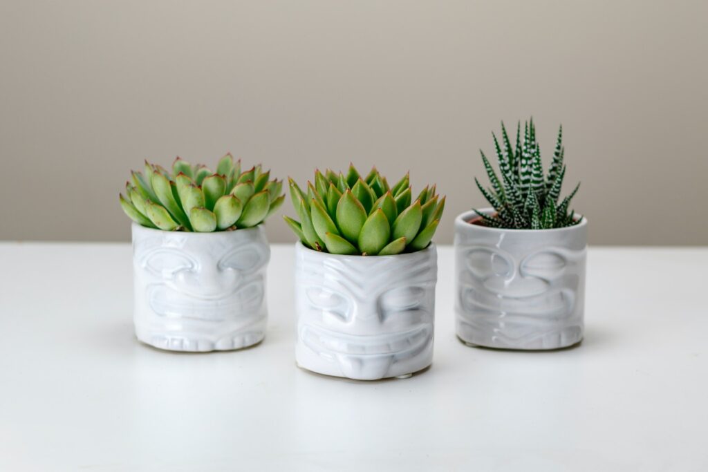 haworthia - three white ceramic planters with succulents in them