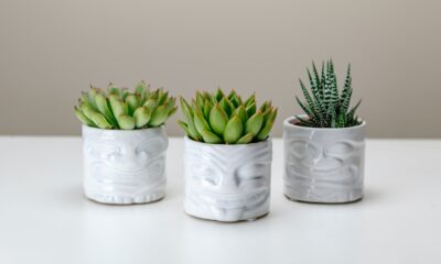 haworthia - three white ceramic planters with succulents in them