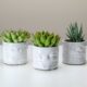 haworthia - three white ceramic planters with succulents in them