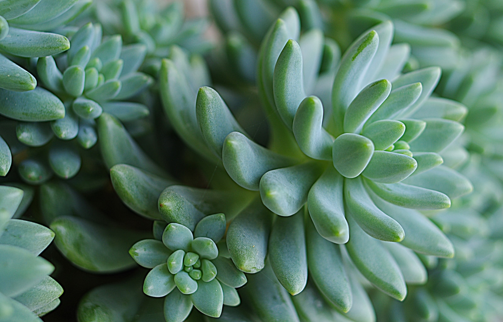 healthy succulent - green succulent