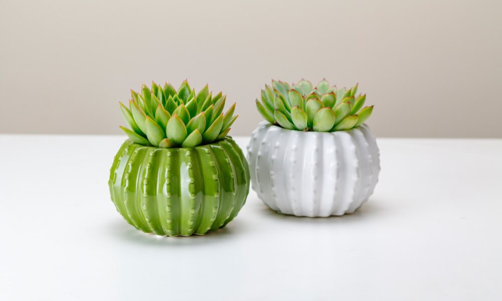 hybrid succulents - a couple of white vases sitting on top of a table