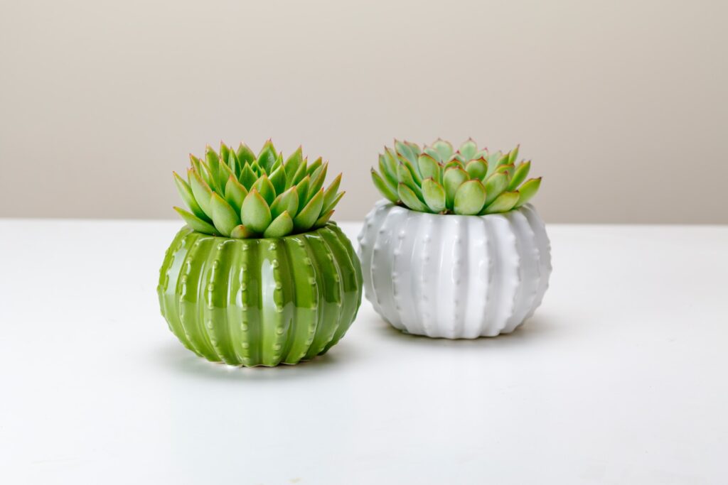 hybrid succulents - a couple of white vases sitting on top of a table