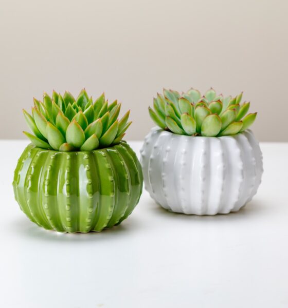 hybrid succulents - a couple of white vases sitting on top of a table