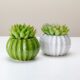 hybrid succulents - a couple of white vases sitting on top of a table