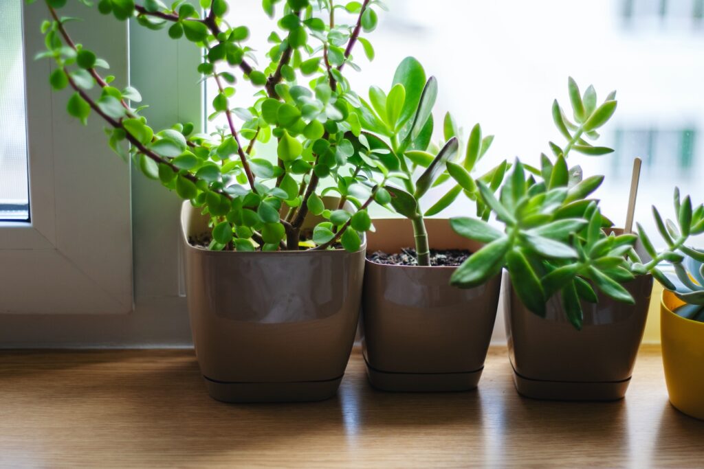 ideal home environment for succulents - green plant on brown clay pot